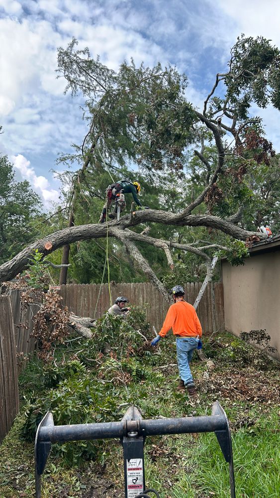 All Photos for AB Tree Service in Raleigh, NC