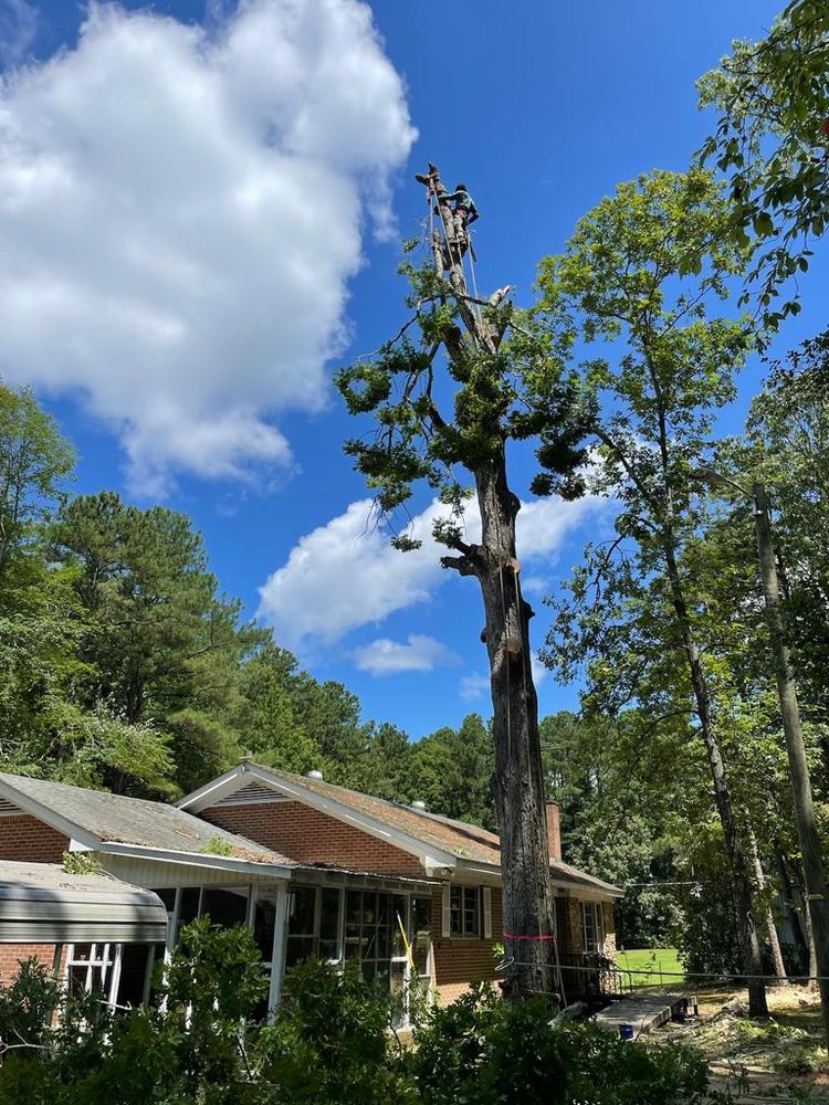 Tree Services for Rosales Landscaping LLC in Lake Gaston, North Carolina