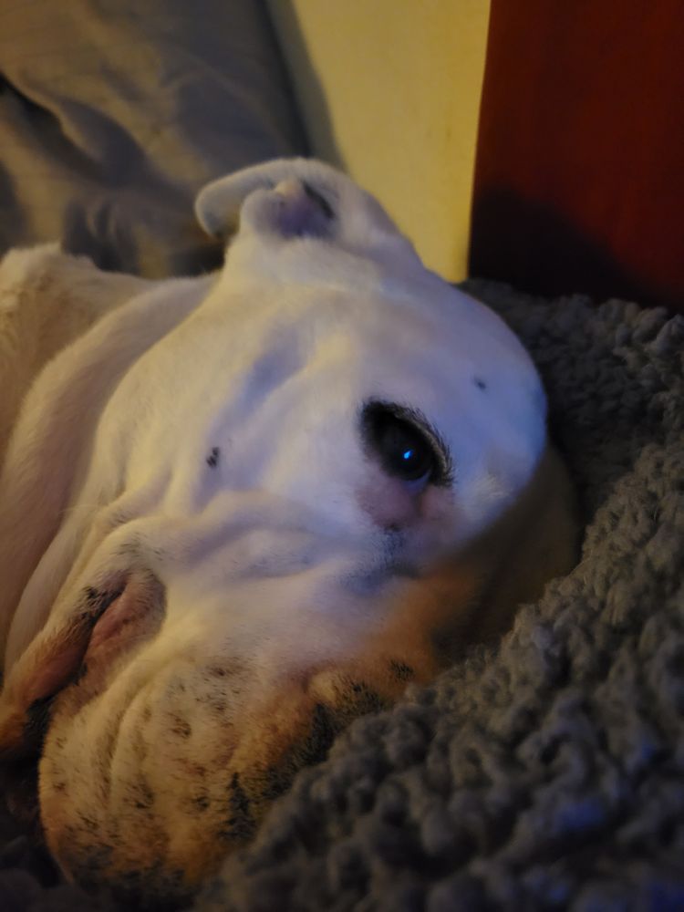 All Photos for Top Notch Construction in Munds Park, AZ