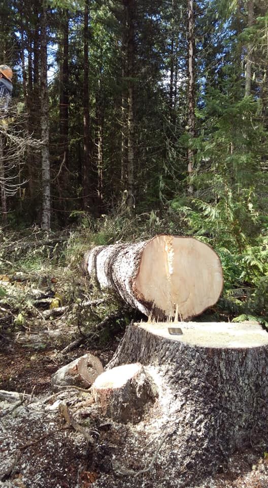 Our Tree Removal service ensures safe, efficient removal of trees, protecting your property and landscape. Our expert team handles every aspect with care, leaving your space clean and ready for new possibilities. for Ekstedt Tree Services in Troy, MT