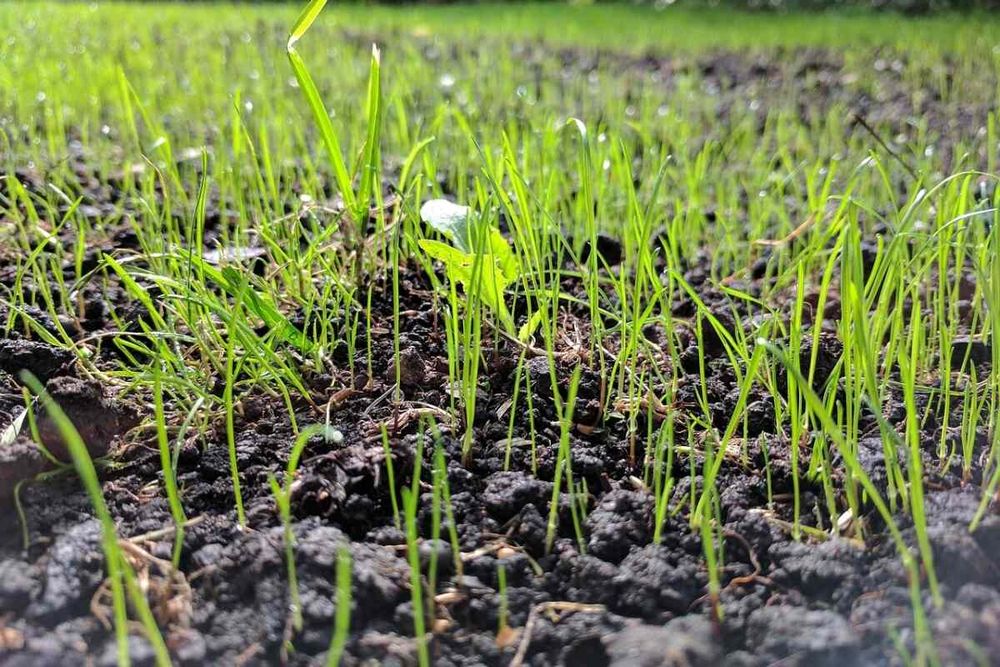 Our overseeding service involves spreading new grass seed over existing lawn to promote thicker, healthier turf. This can help fill in bare patches and rejuvenate the overall appearance of your yard. for Grassy Turtle Services, LLC.  in Oxford, CT