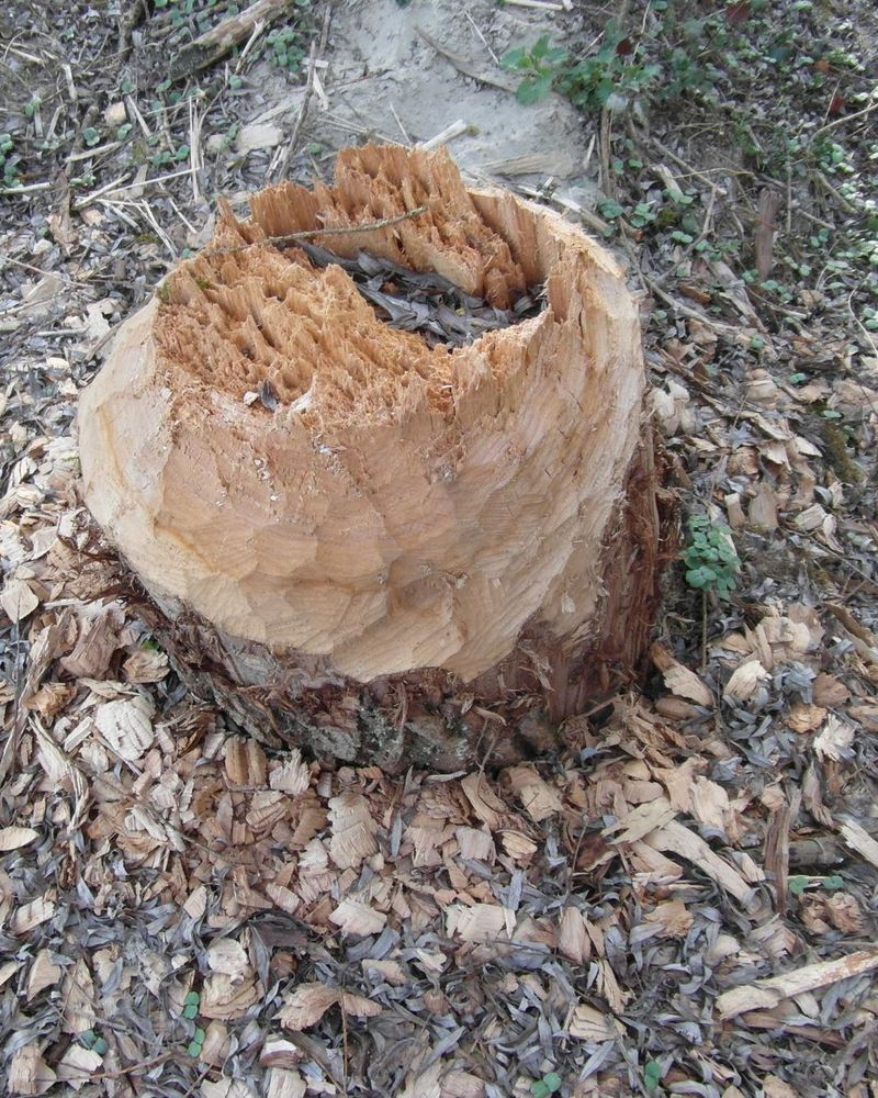 All Photos for Oakwood Tree Removal LLC in Oak Creek,  WI