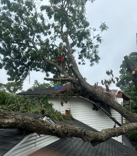 Protect your property with our expert Storm Damage Management service. Address storm damage today for quick, reliable solutions to tree-related issues, ensuring safety and peace of mind for every homeowner. for A Realtree Service in Garland, TX