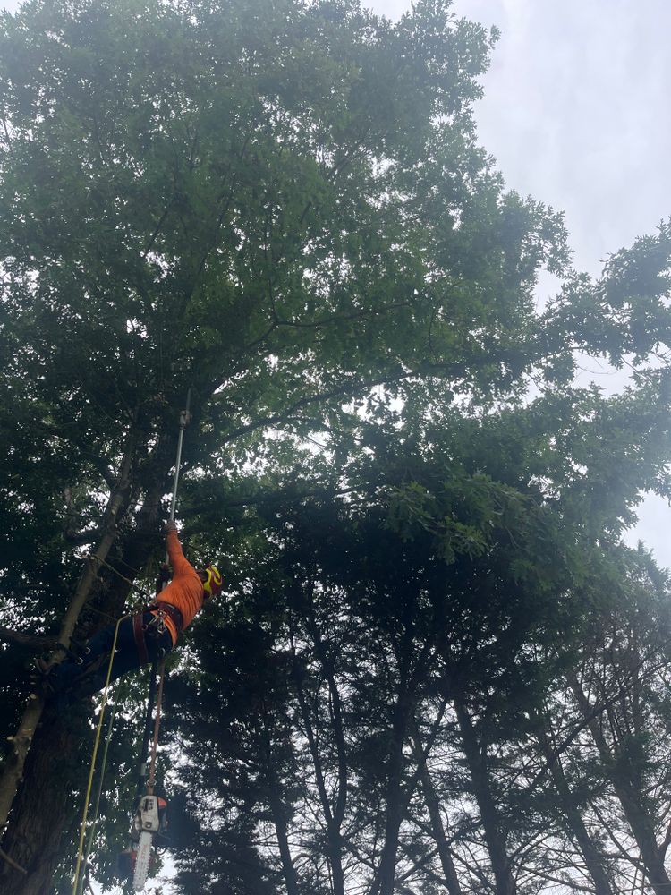 All Photos for Ricky's Tree Service & Property Care in Orange, VA