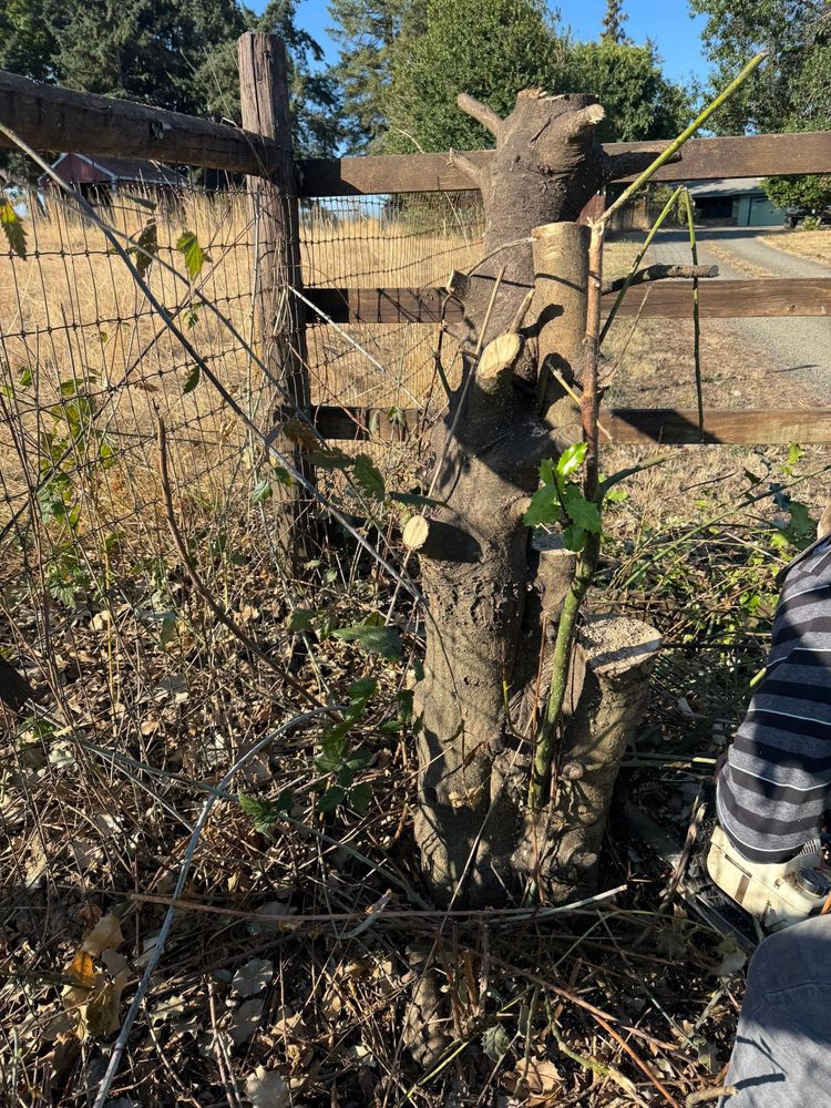 All Photos for Willamette Landscaping and Tree Services in Albany, OR