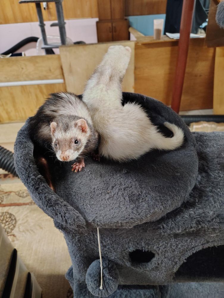 Animal Rescue Service for Sullivan Sanctuary of Maine in Brunswick, ME