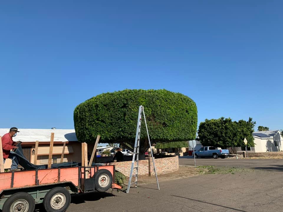 Tree Removal for Oliver L. Palm & Tree services in Yuma County, AZ