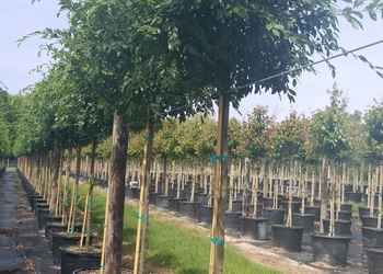 All Photos for Cunningham's Lawn & Landscaping LLC in Daytona Beach, Florida