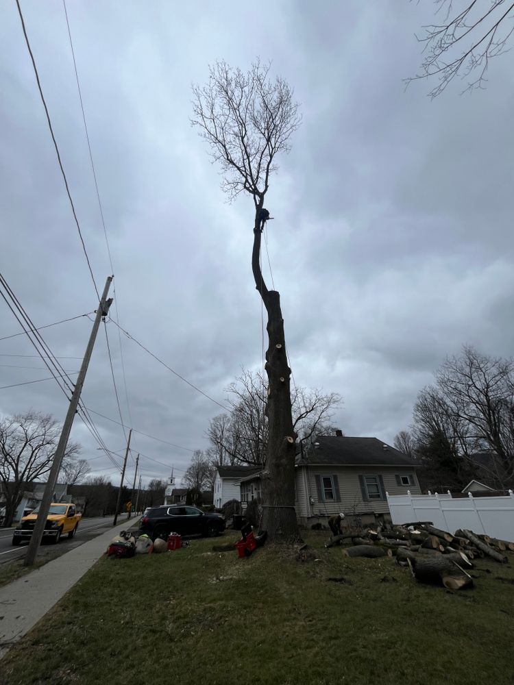 All Photos for Licensed to Cut Tree Service in Athens, PA