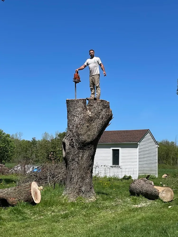 Our Tree Trimming service enhances your trees’ health, appearance, and safety by removing overgrowth and weak branches, improving structure, boosting curb appeal, and helping protect your home and property. for Mays Tree and Stump Removal in Alden, NY