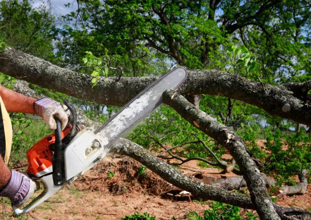 Our Tree Trimming service enhances tree health, improves appearance, removes hazardous branches, and promotes safe growth. We carefully shape trees to protect your property and keep your landscape beautiful. for Fairbairn Tree trimming in Willmar, MN