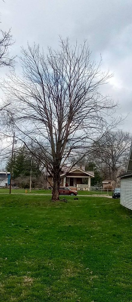 All Photos for Kingdom Tree Trimming and Removal LLC in Covington, KY