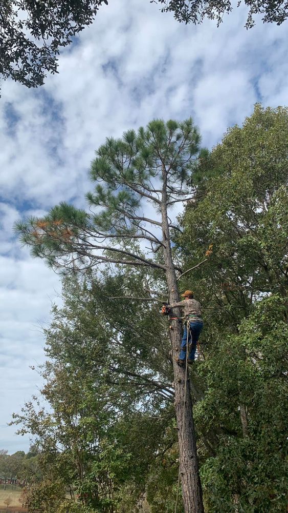 Tree Removal for Reymundo's Tree Service in Brownsboro, TX