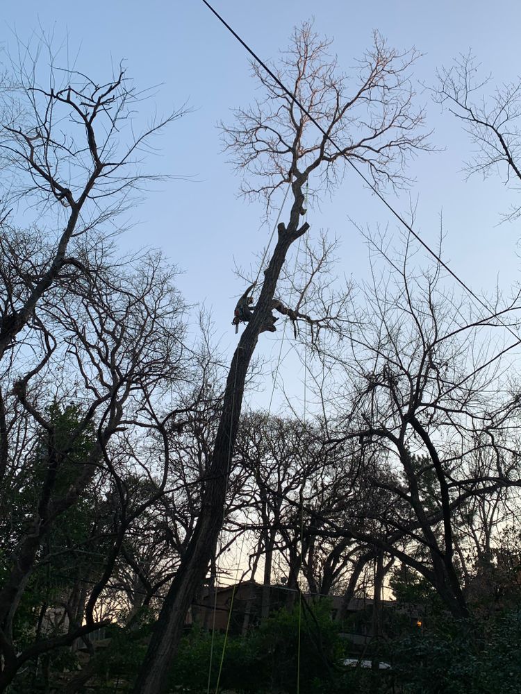 All Photos for TLC Professional Tree Service in Bedford, TX