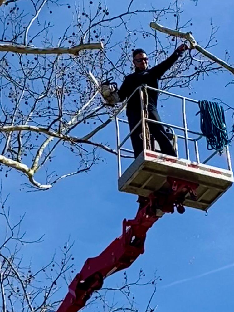 All Photos for Top Notch Tree Experts in Orange Park, FL