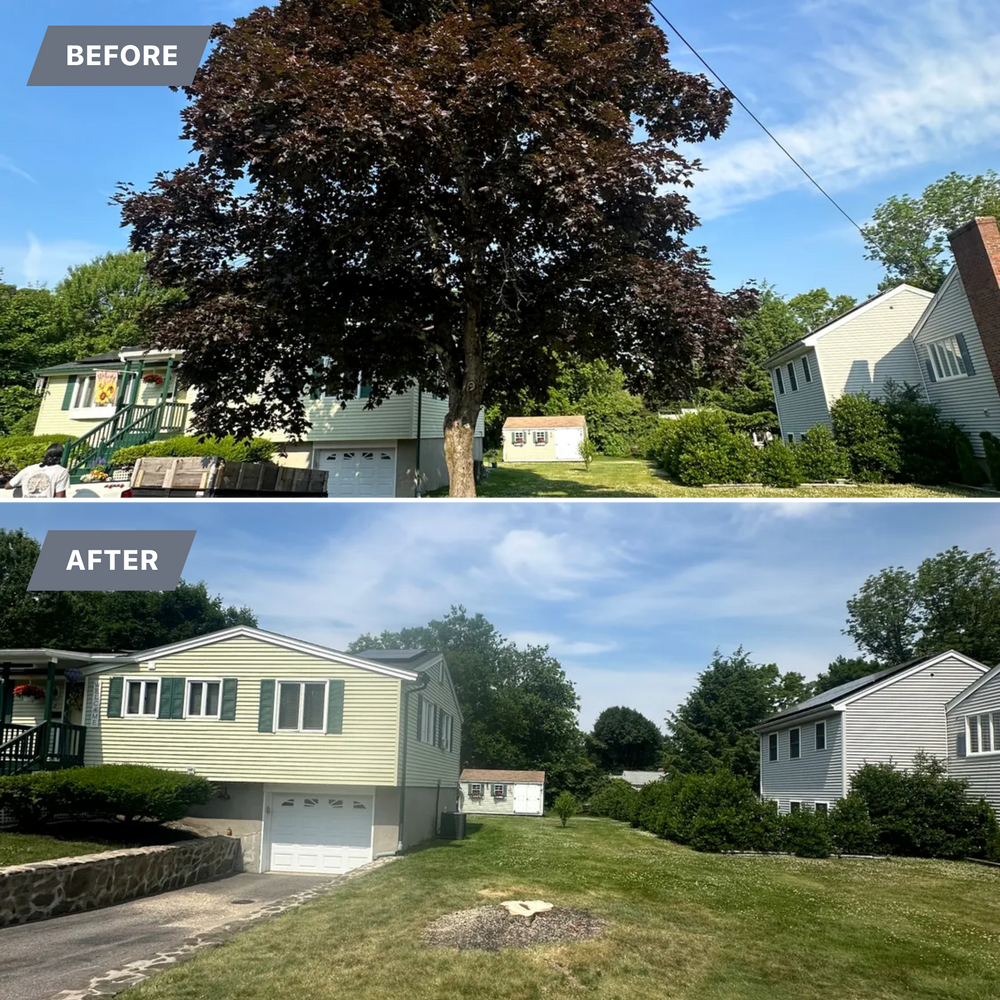 Tree Removal for Leaf and Limb in Townsend, MA