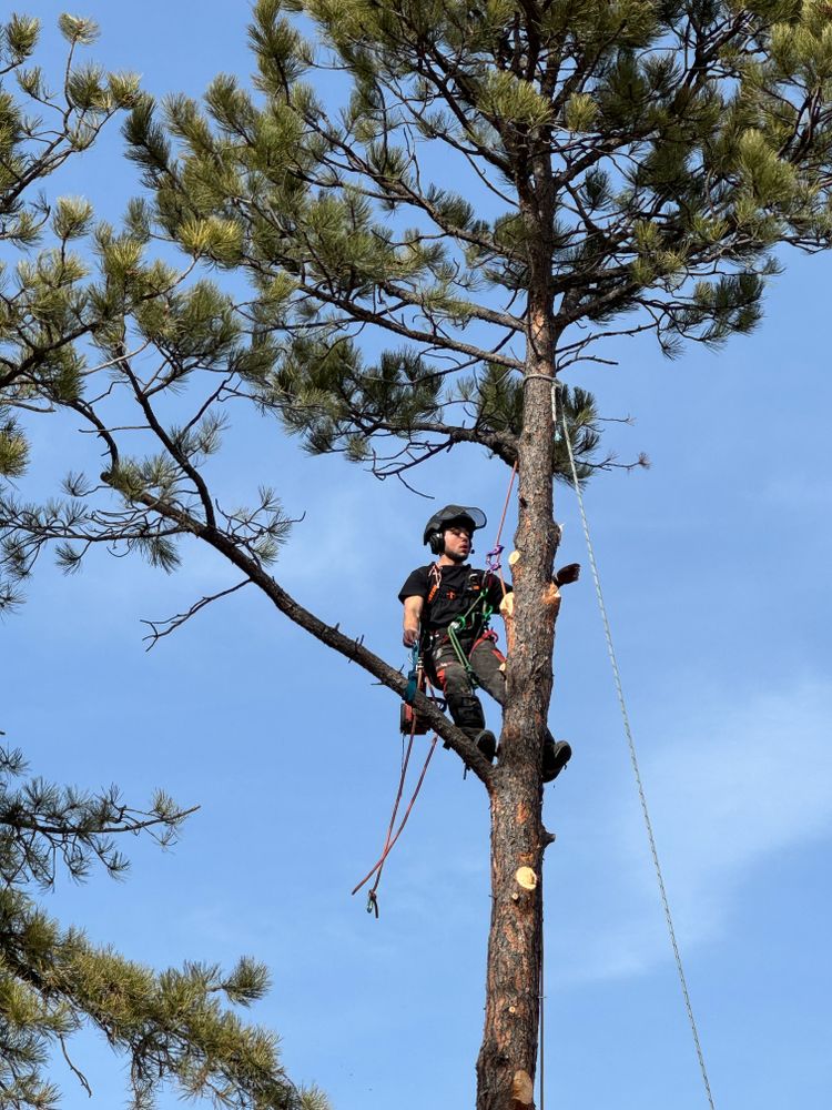 All Photos for Elevated Tree Care in Gillette, WY
