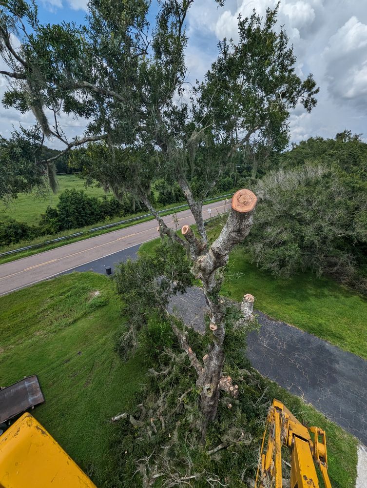All Photos for Regal Tree Service and Stump Grinding in Wauchula, FL