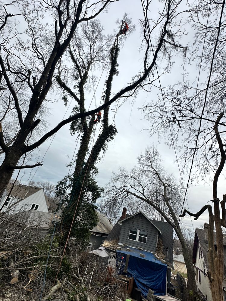 All Photos for Cross Family Tree Service in Kearney, MO