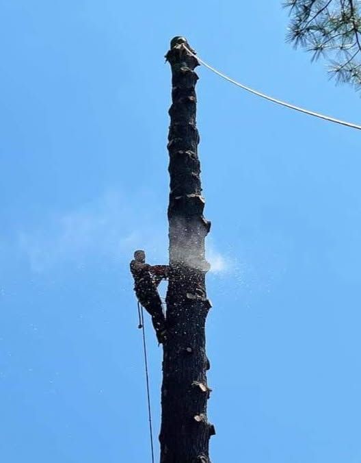 Our Tree Trimming service enhances your property's beauty by expertly shaping and maintaining trees. We ensure healthy growth, safety, and aesthetic appeal with skilled care tailored to each tree's unique needs. for Blue Ribbon Tree Service in Gilford, NH