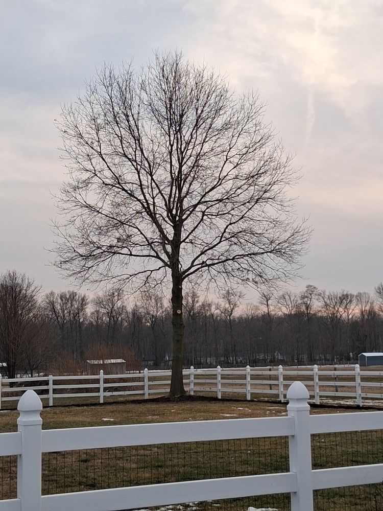 All Photos for Loockerman's Tree and Stump Removal in Dover, DE