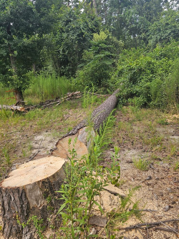 Our Tree Removal service safely and efficiently removes unwanted or hazardous trees from your property, ensuring minimal disruption while enhancing the safety and aesthetic appeal of your landscape. for Breaktime Tree Trimming & Removal in Oakdale, LA