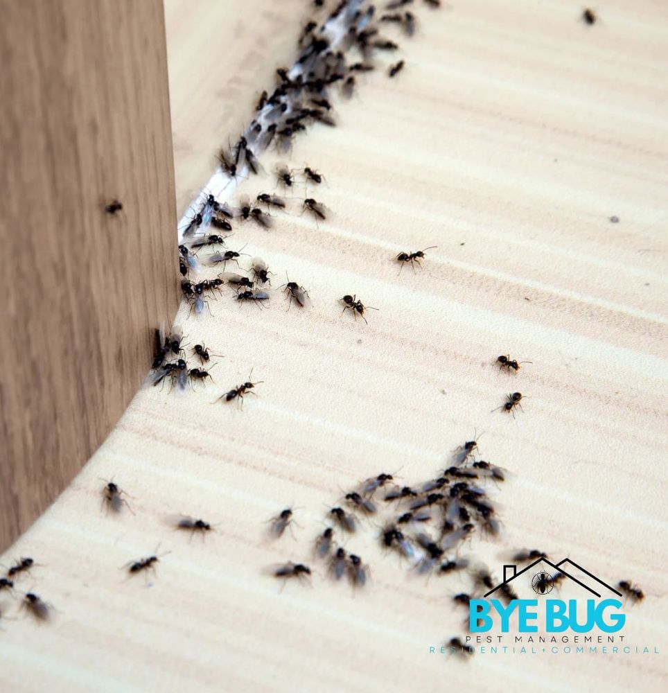 experience peace of mind with our Commercial Pest Control services, specially designed to safeguard businesses and create a pest-free environment, ensuring the health and safety of your employees and customers. for Bye Bug Pest Management in Crawford, TX