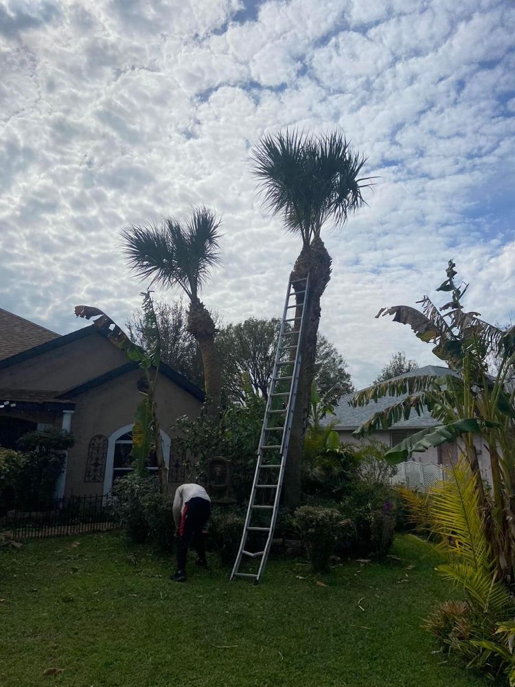 Fall and Spring Clean Up for Efficient and Reliable Tree Service in Lake Wales, FL