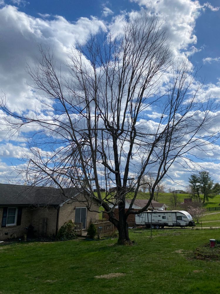 All Photos for Houtz Tree Service in Lexington, KY