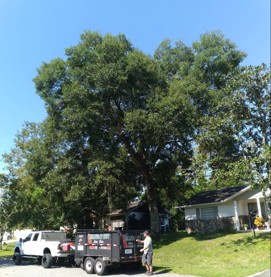 All Photos for Perfect Cut Lawn & Tree Care in Citrus Springs, FL