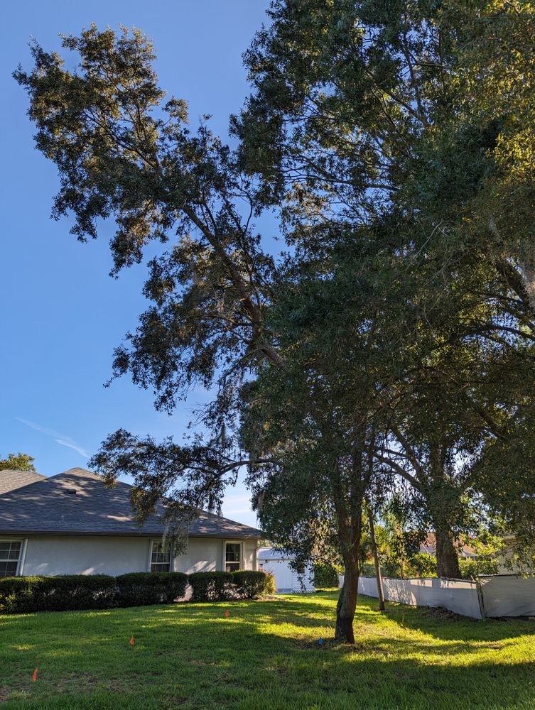 All Photos for Regal Tree Service and Stump Grinding in Wauchula, FL