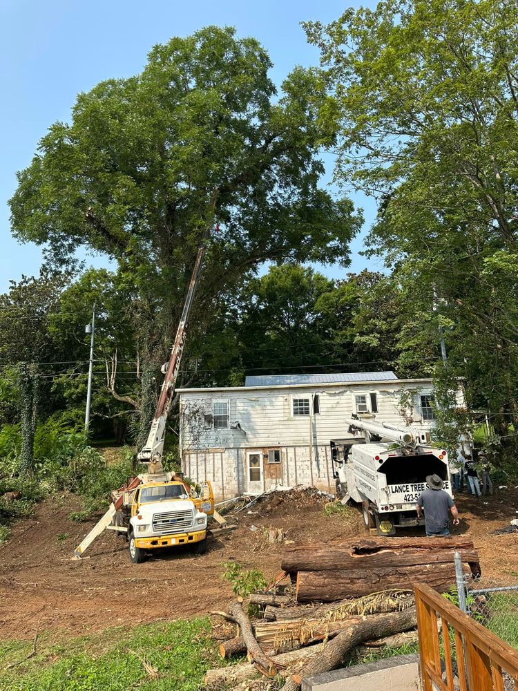 Tree Removal for Lance Tree Service in Tellico Plains ,  TN