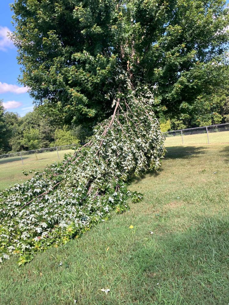 Tree Removal for Logan Tree Care LLC in Springfield, MO