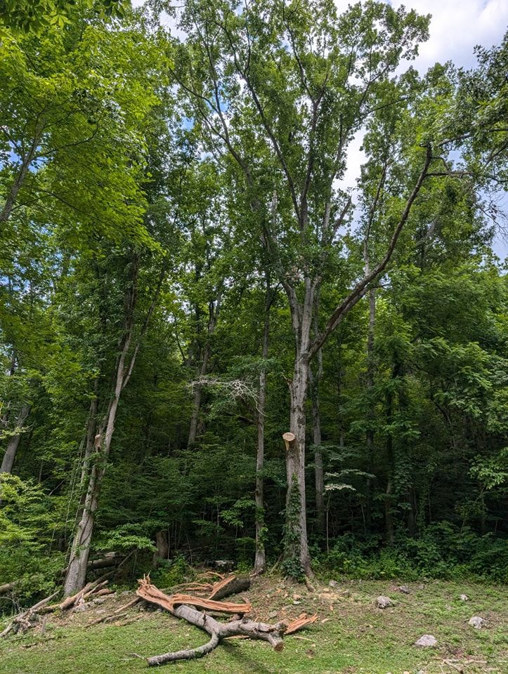 All Photos for Wade's Family Tree Service in Townsend, TN