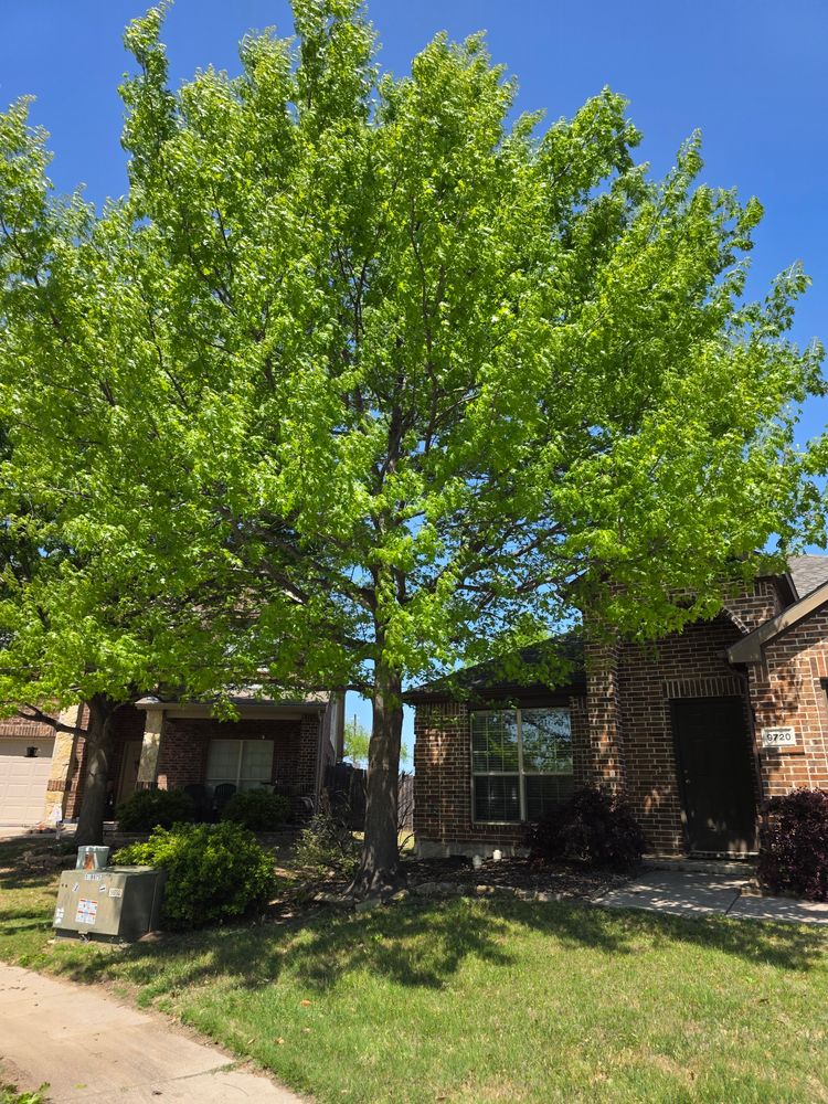 All Photos for RACSO RDZ LLC in McKinney, TX