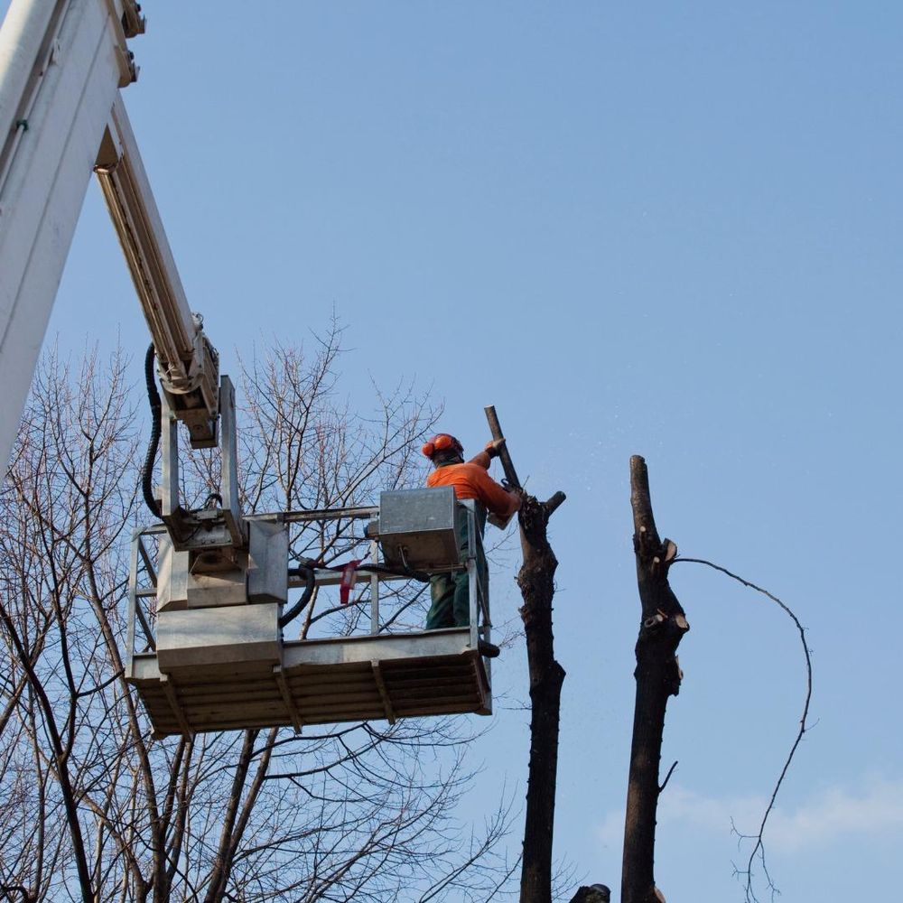 All Photos for Oakwood Tree Removal LLC in Oak Creek,  WI