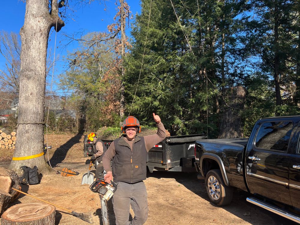 Tree Removal for Settle Tree Services in Knoxville, TN