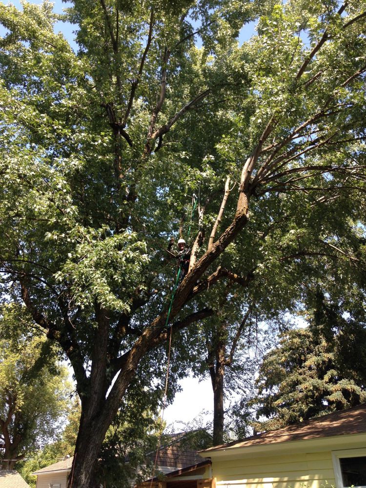 Tree Removal for IOL TREE EXPERTS in Spokane Valley, WA