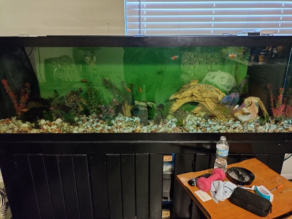 All Photos for Aquariums by Sharyn in The State of Florida, FL