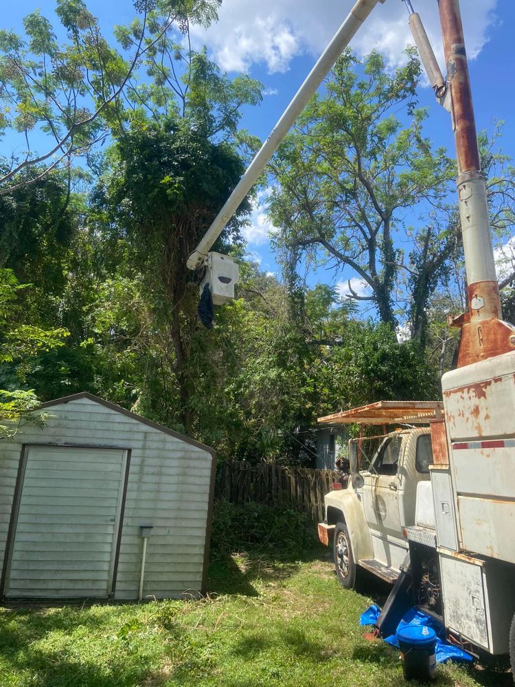 Fall and Spring Clean Up for Efficient and Reliable Tree Service in Lake Wales, FL