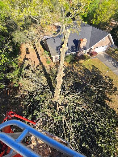 Tree Removal for Near Me Tree Service, Inc. in DeLand, FL