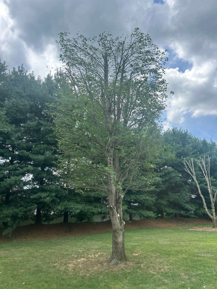 All Photos for Optimum Tree Service And Landscaping in Bowling Green, KY