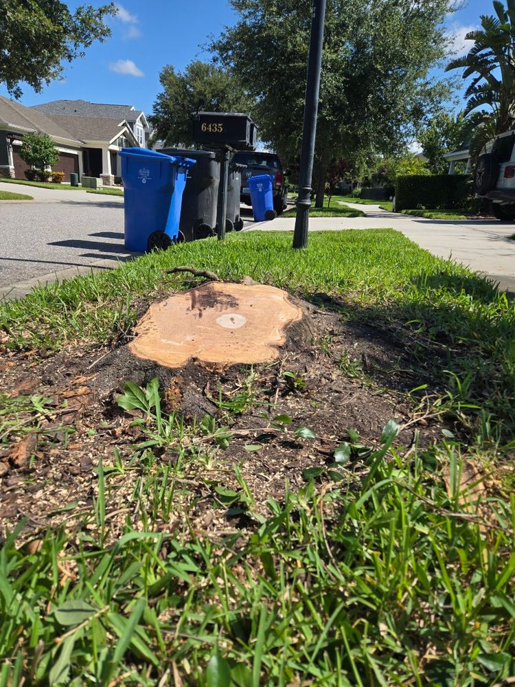 All Photos for TREE BOYS in Ruskin, FL