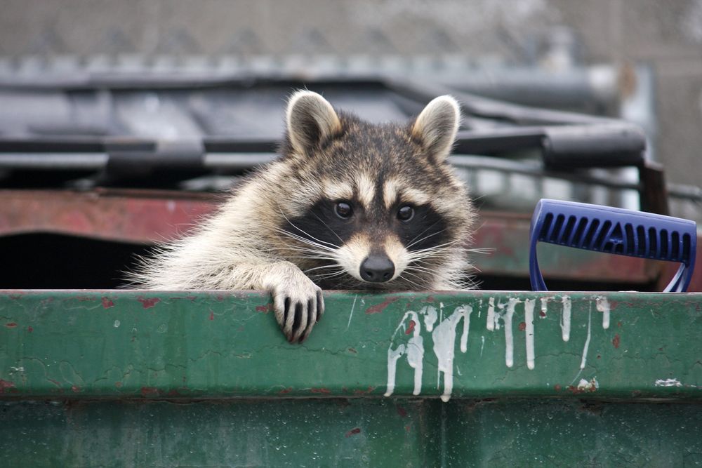 Our Racoons Removal service effectively eliminates raccoons from your property, ensuring peace of mind and a safe living environment for you and your family. for Wildlife Predator LLC in Lugoff, SC