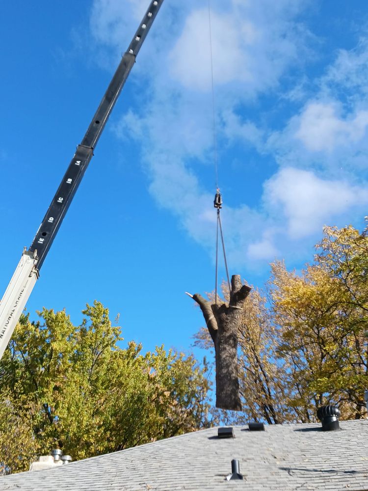 All Photos for Buffalo Family Tree Care in Buffalo, MN