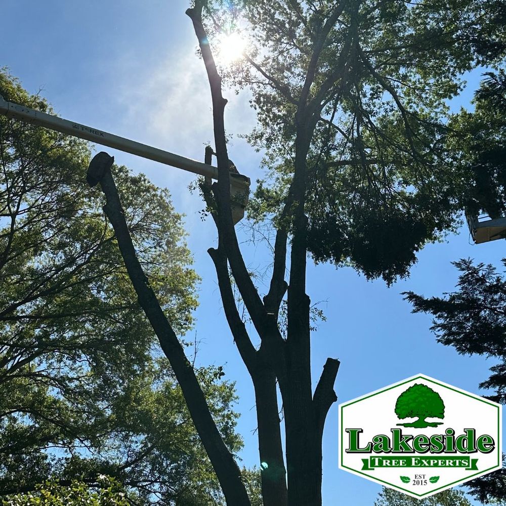 All Photos for Lakeside Tree Experts LLC in Hartwell, GA