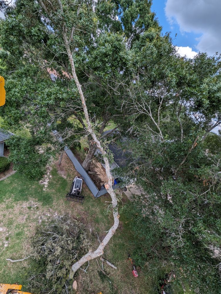 All Photos for Regal Tree Service and Stump Grinding in Wauchula, FL