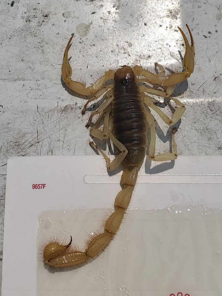 Our Scorpion Control service provides targeted treatment to eliminate scorpions from your home, using safe and effective methods to ensure a secure living environment for you and your family. for Niko's Pest Control in Las Vegas, NV