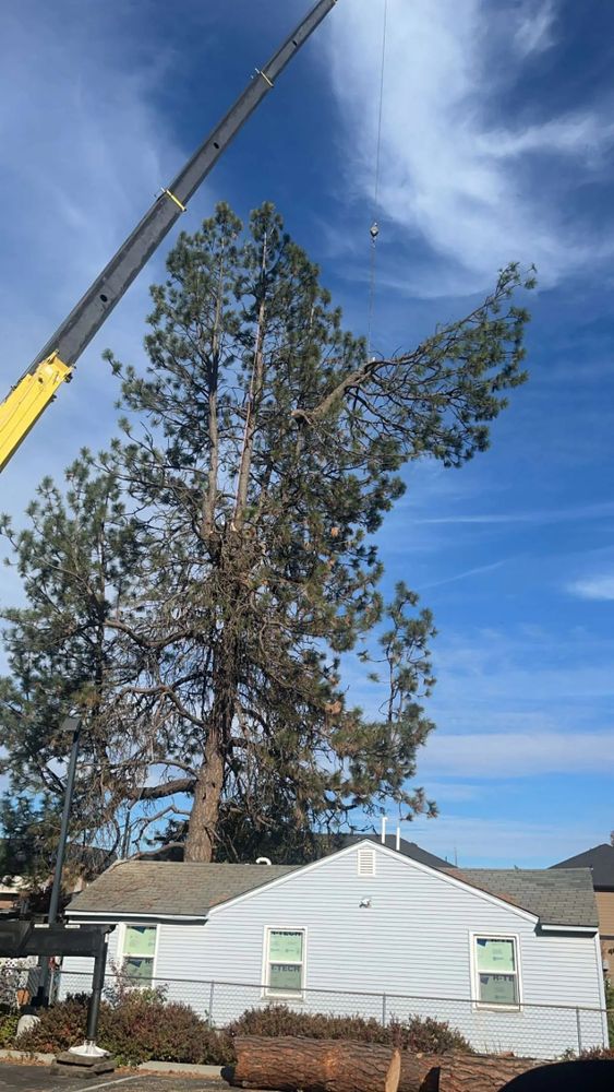 All Photos for AP Tree Service in Colbert, WA