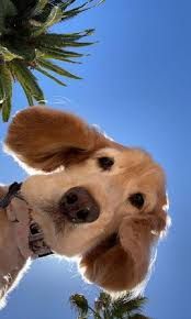 All Photos for Dumbo's Doggy Doors in City of Sammamish, WA